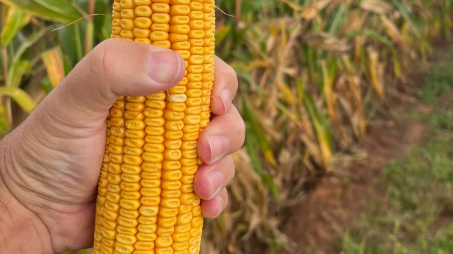 4 Bedroom Property for Sale in Bainsvlei Free State